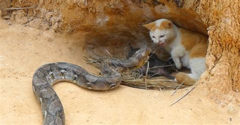 Views that abuse: New report highlights cruel fake animal rescues.